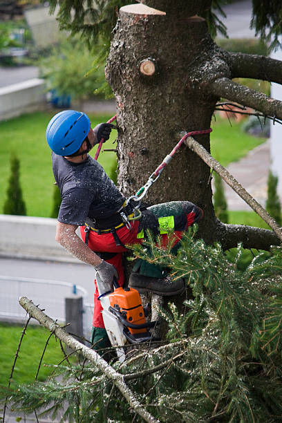 Jefferson Valley Yorktown, NY Tree Services Company